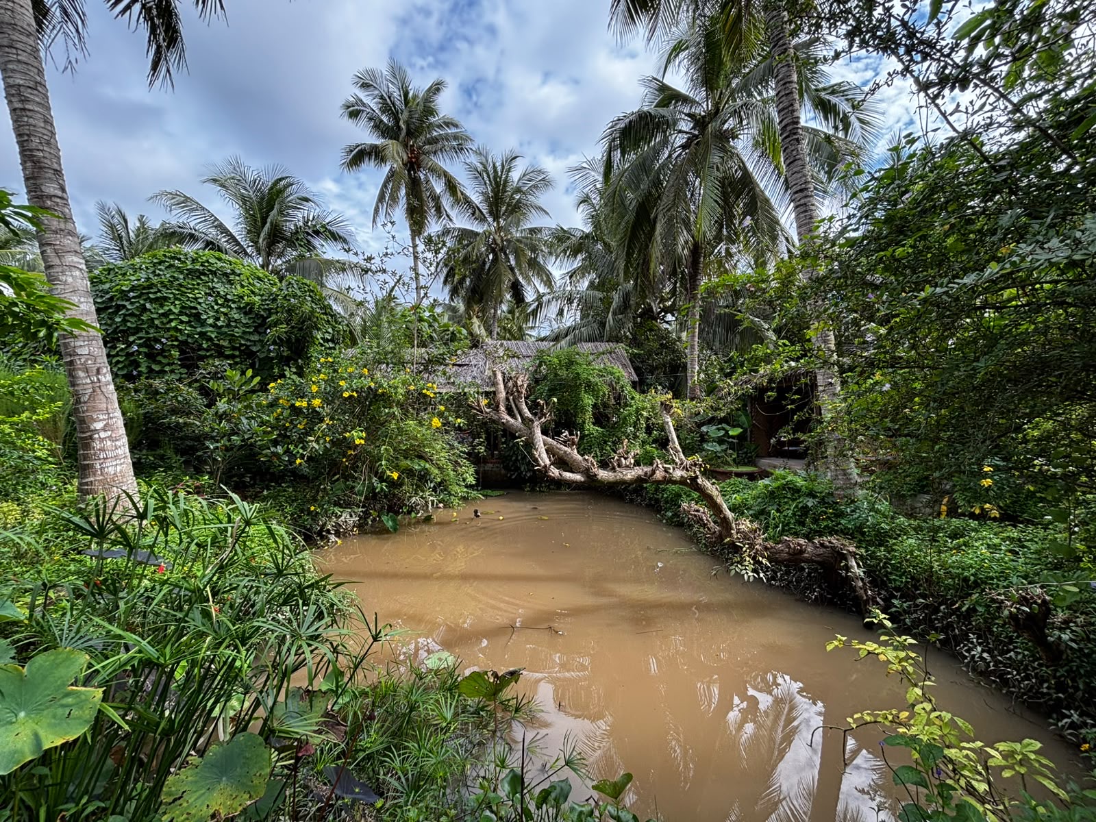 A quiet canal surrounded by coconut palms and lush vegetation.